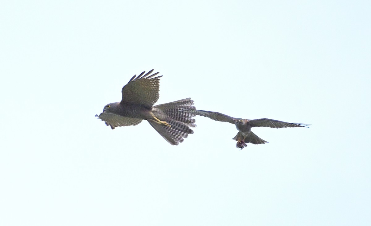 Autour australien - ML644507888