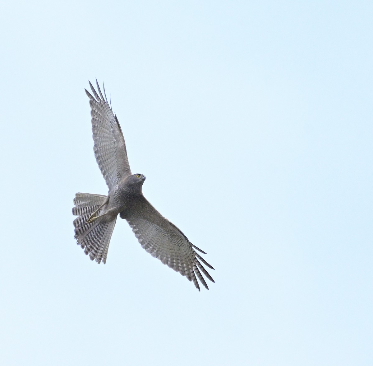 Autour australien - ML644507889