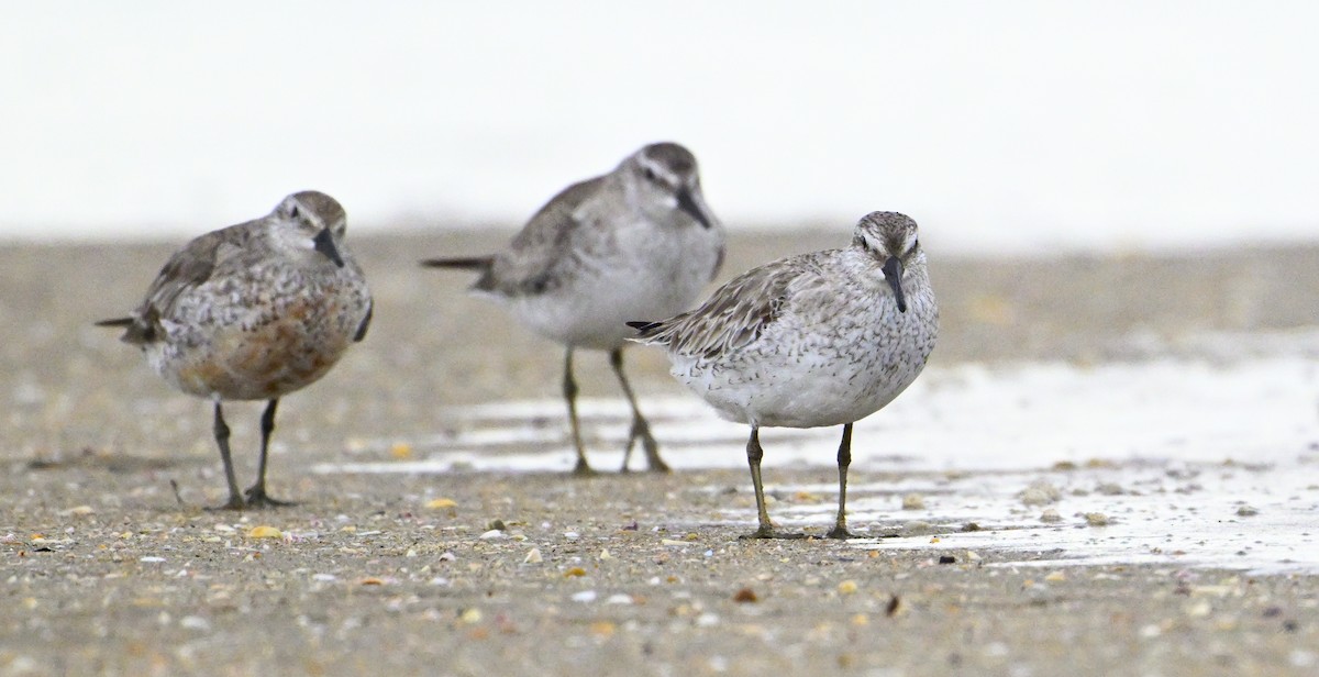 Шармаг элсэг - ML644507893