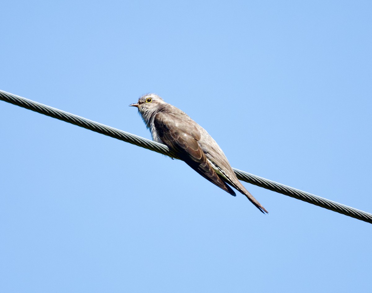 Pallid Cuckoo - ML644507899