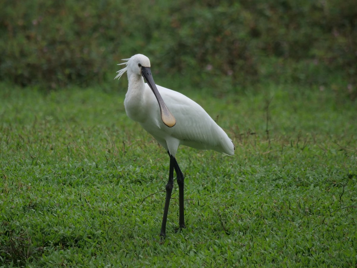 kolpík bílý - ML644507900