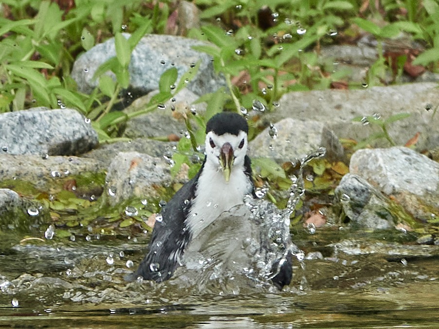 Gallineta Pechiblanca - ML644507901