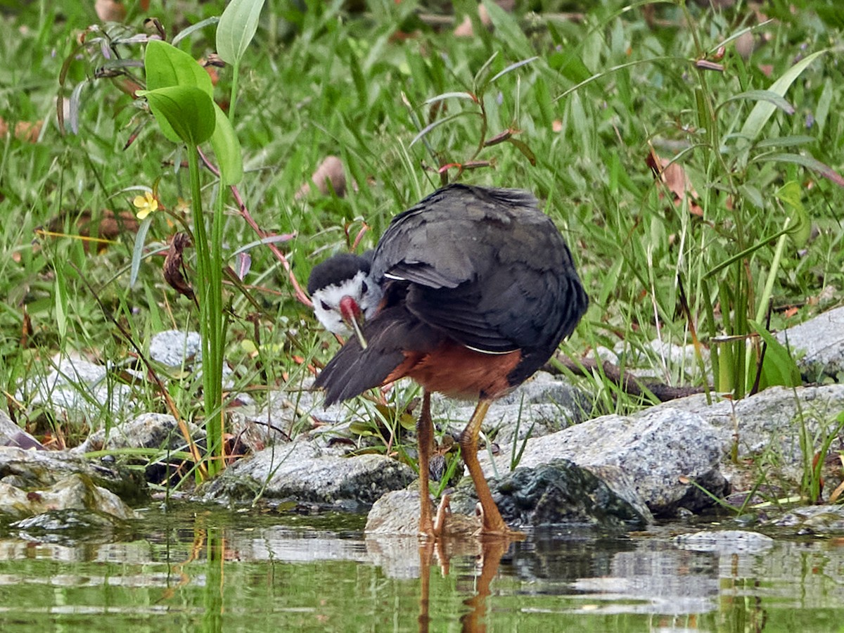 Gallineta Pechiblanca - ML644507902