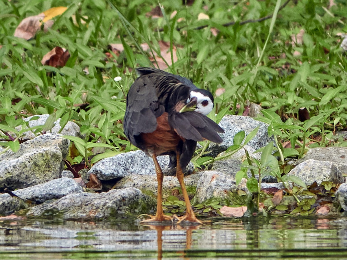 Gallineta Pechiblanca - ML644507903