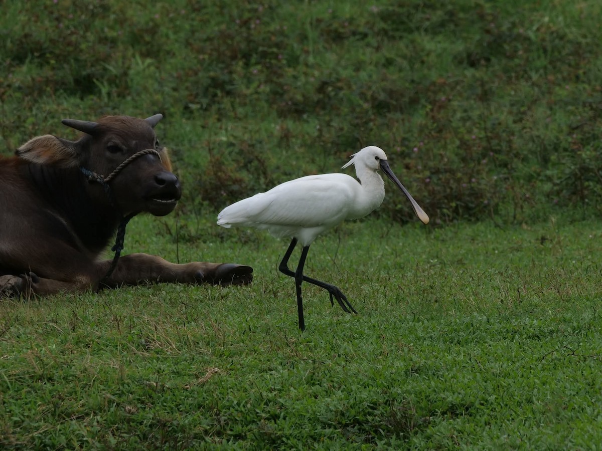 kolpík bílý - ML644507904