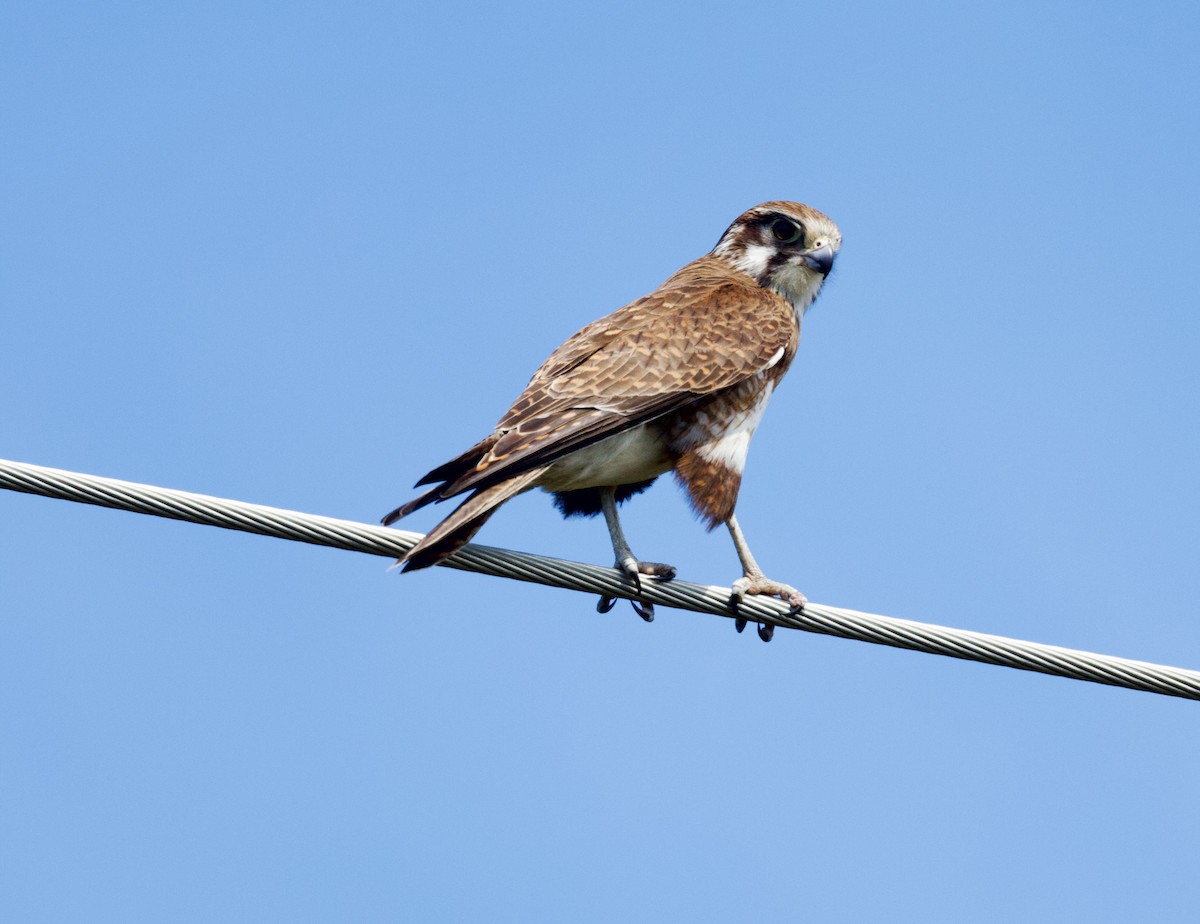 Brown Falcon - ML644507905