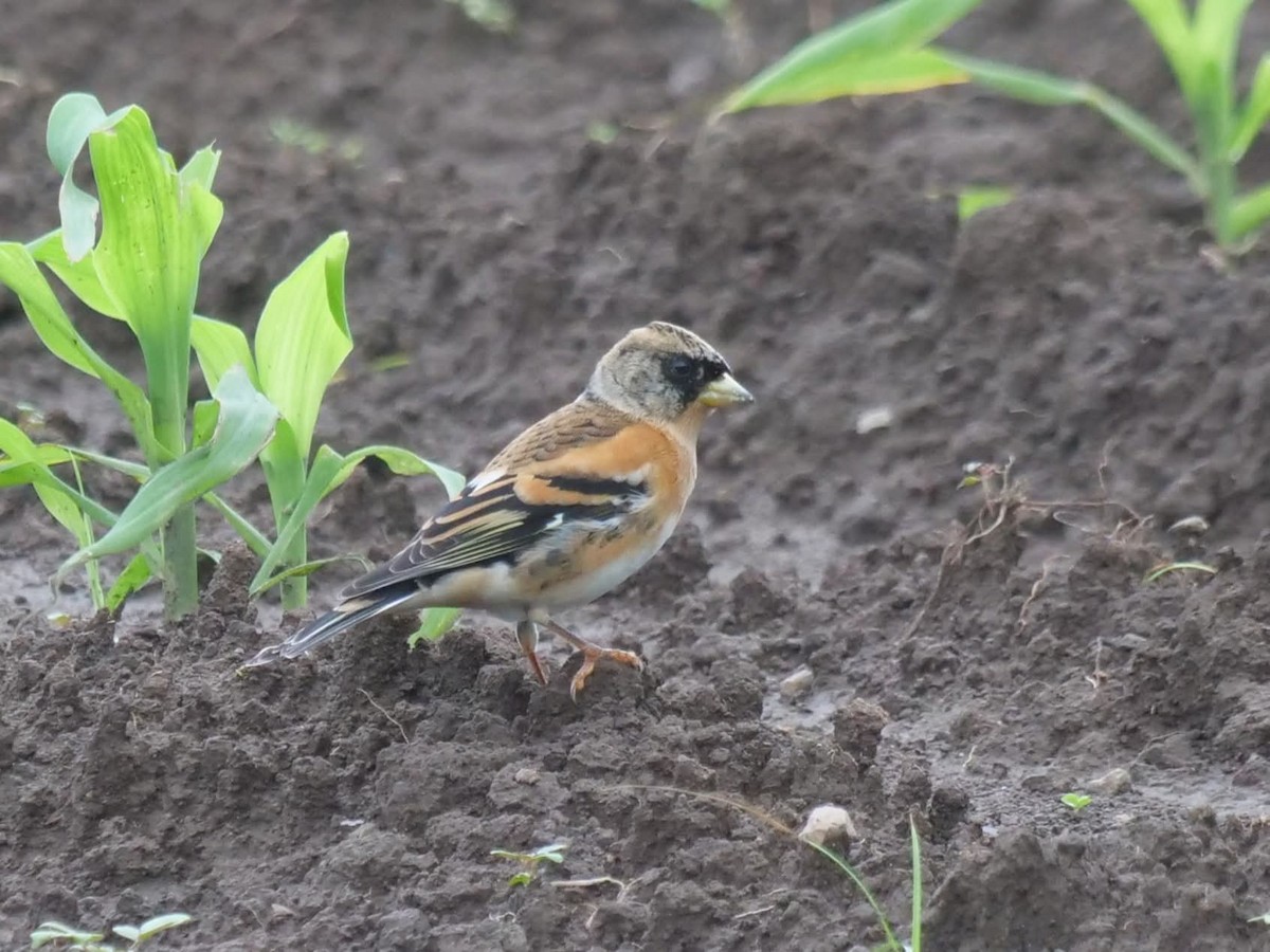 アトリ - ML644507907