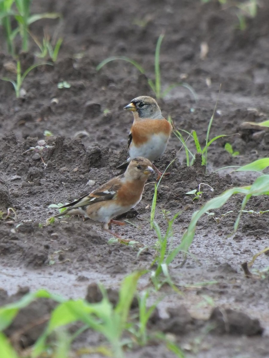 アトリ - ML644507908