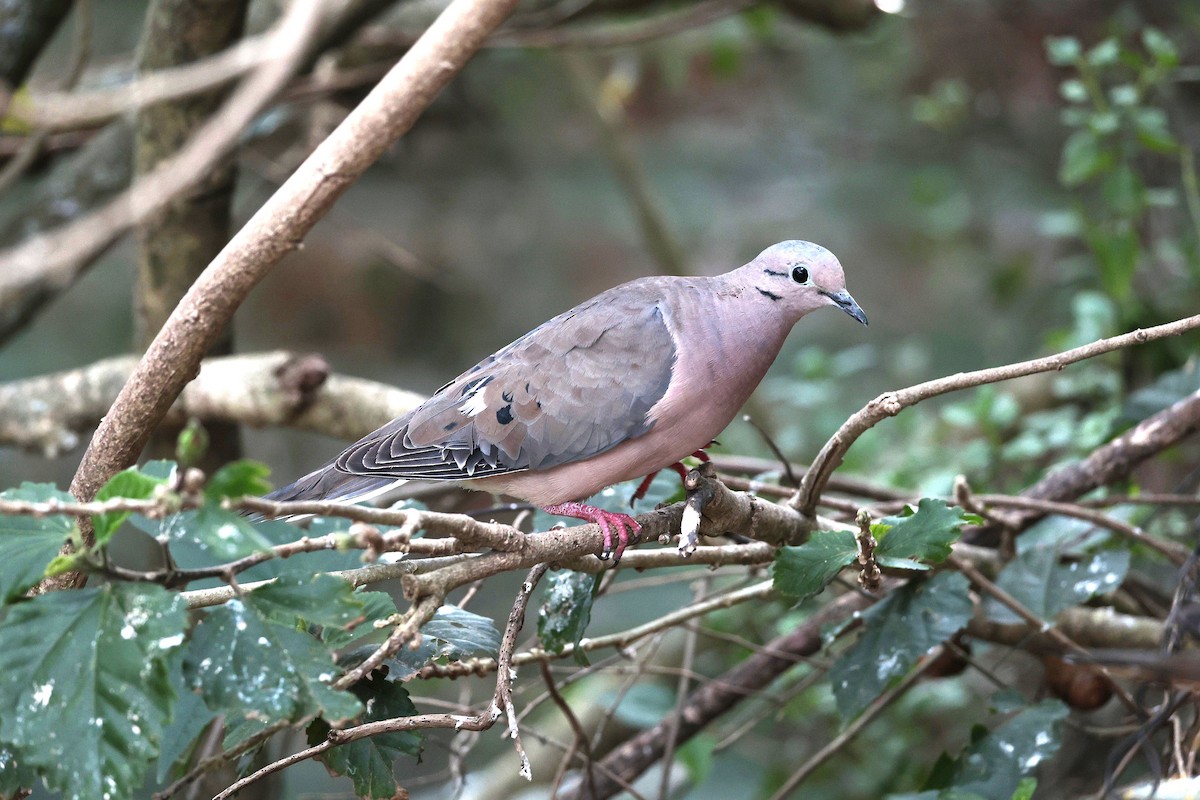 Eared Dove - ML644507915