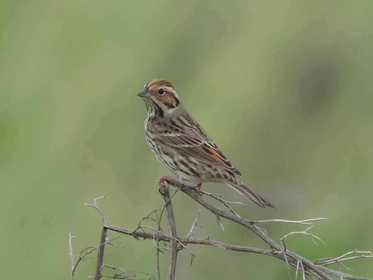 コホオアカ - ML644507916