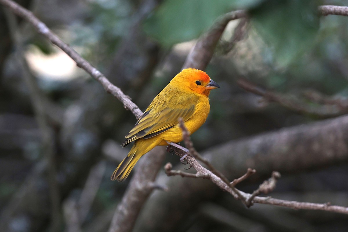 Saffron Finch - ML644507944