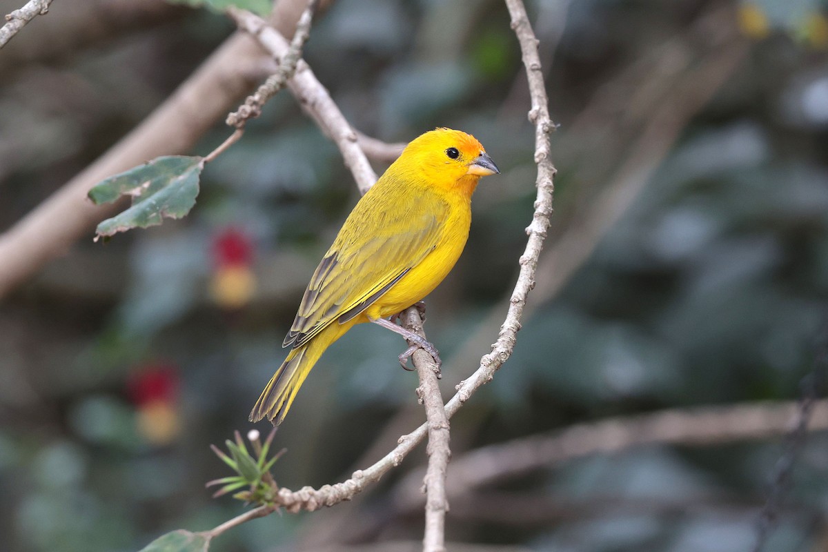 Saffron Finch - ML644507946