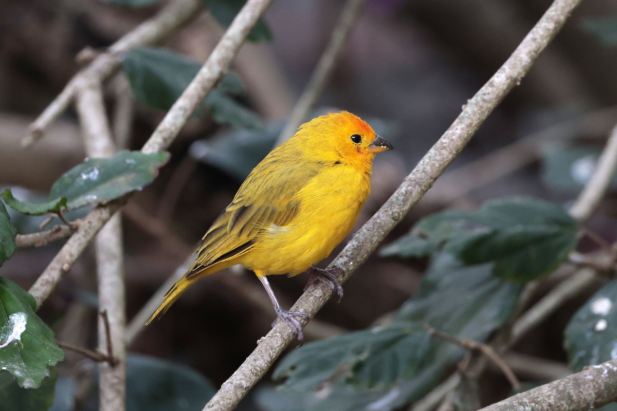 Saffron Finch - ML644507947