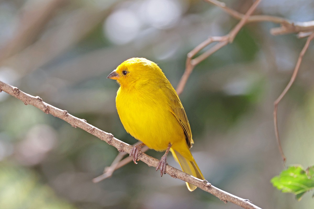 Saffron Finch - ML644507948