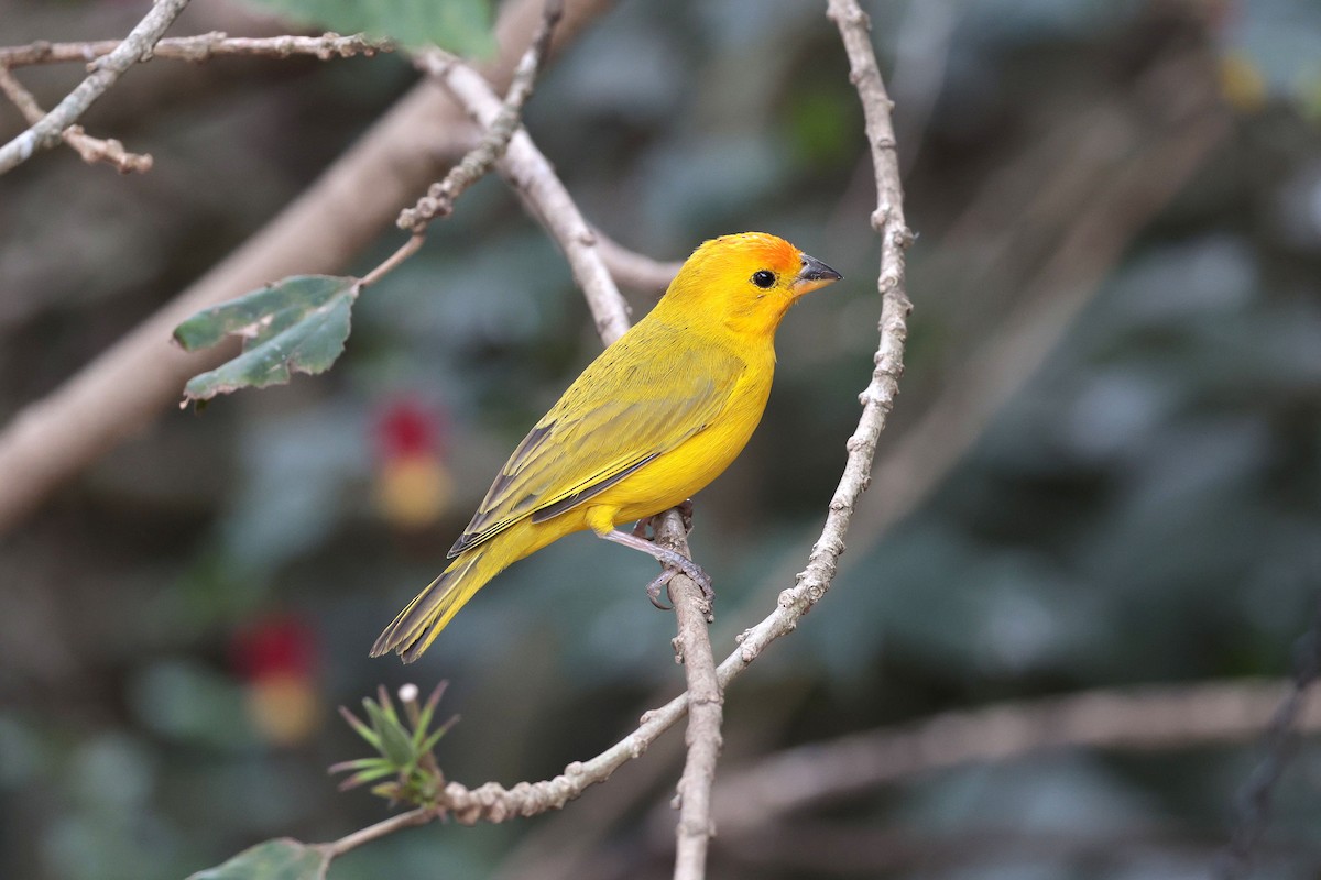 Saffron Finch - ML644507949