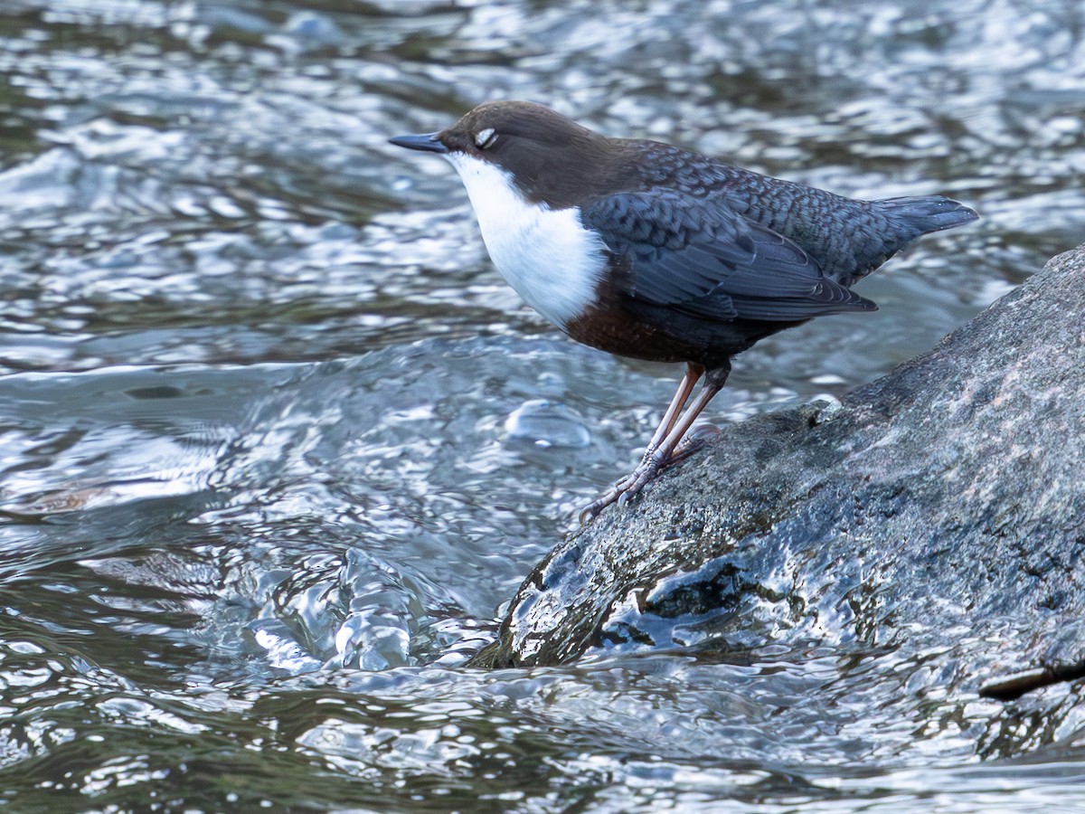 fossekall - ML644507950