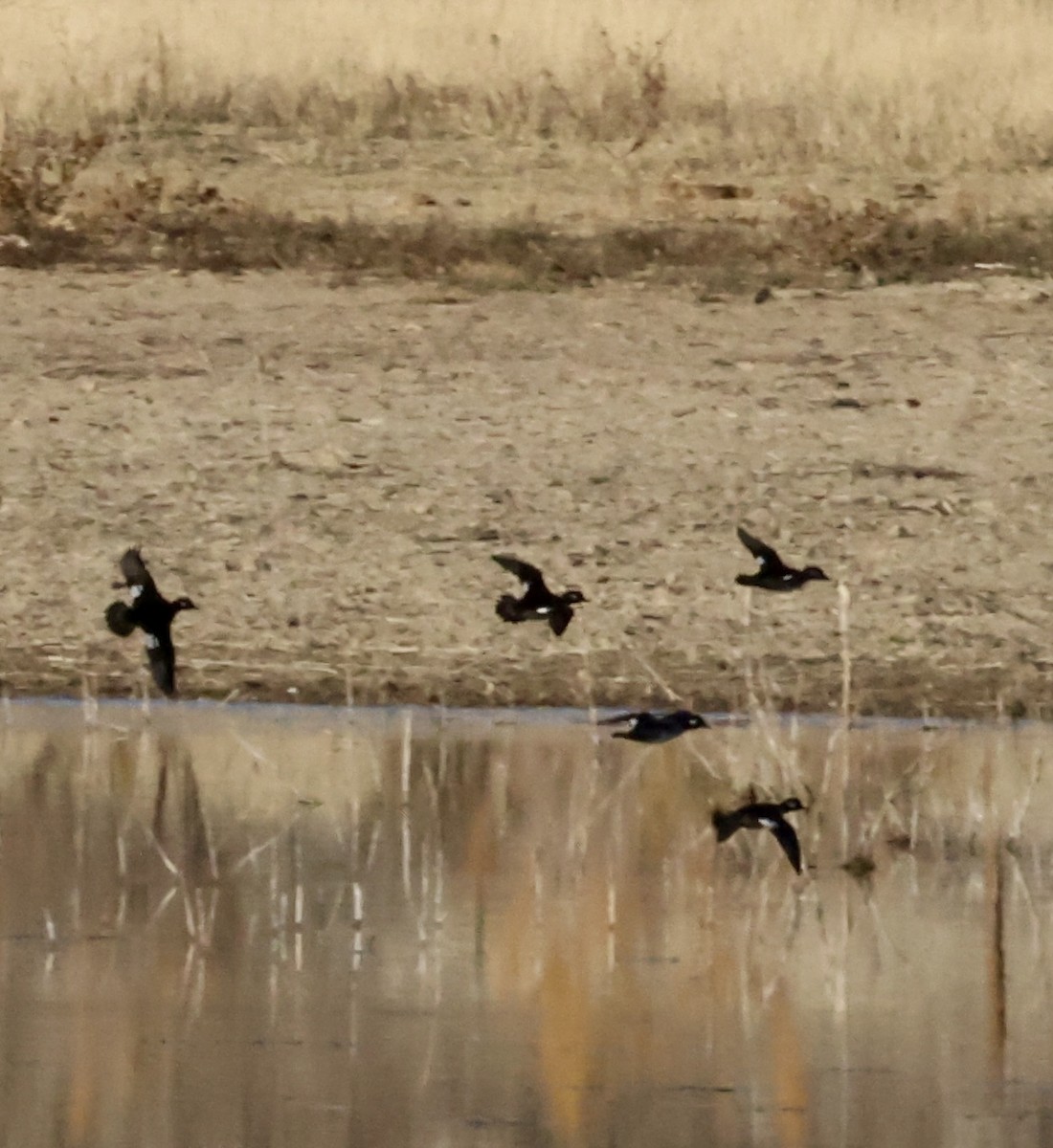 Белокрылая горлица - ML644507952