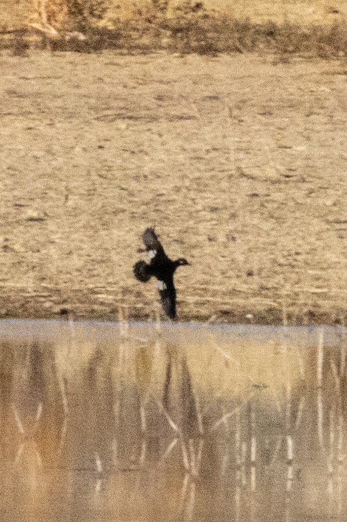 Белокрылая горлица - ML644507953