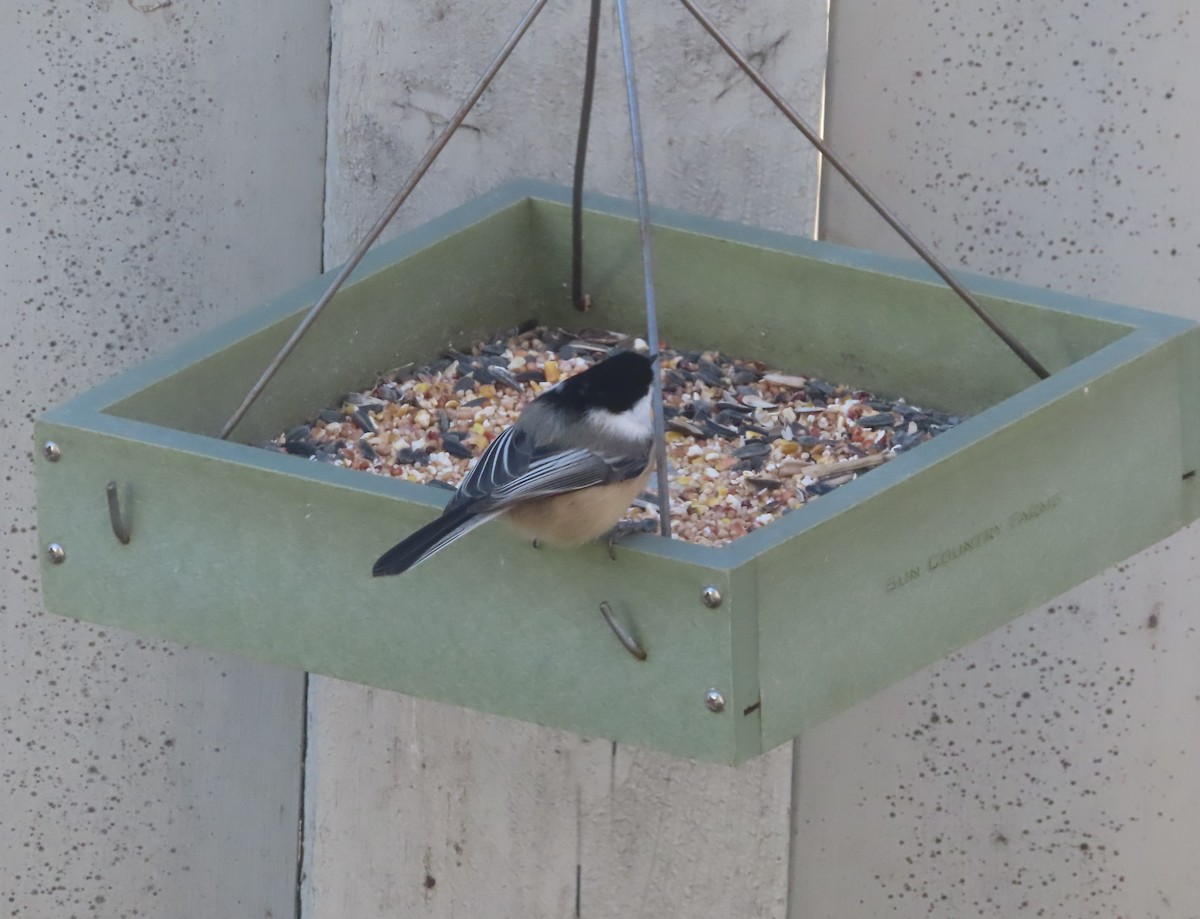 amerikameis - ML644507955