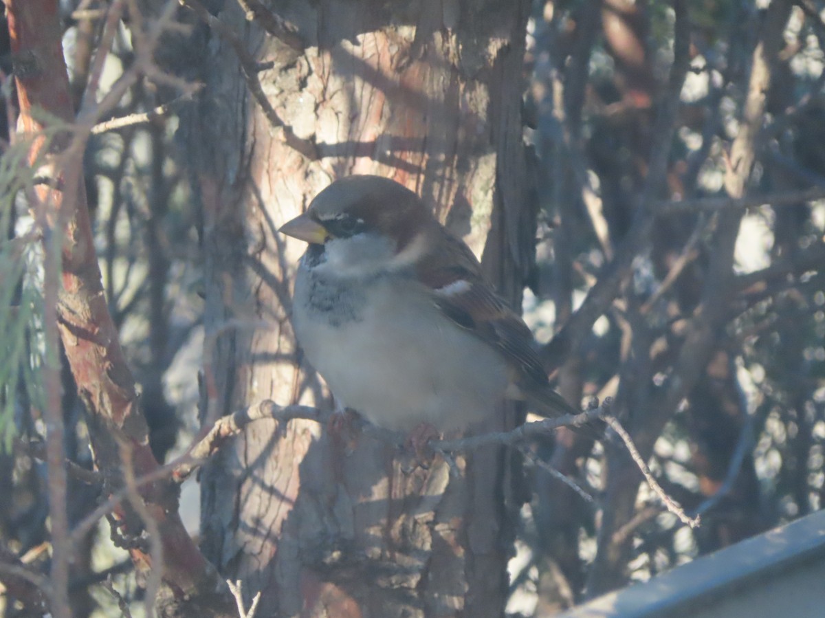 gråspurv - ML644507956