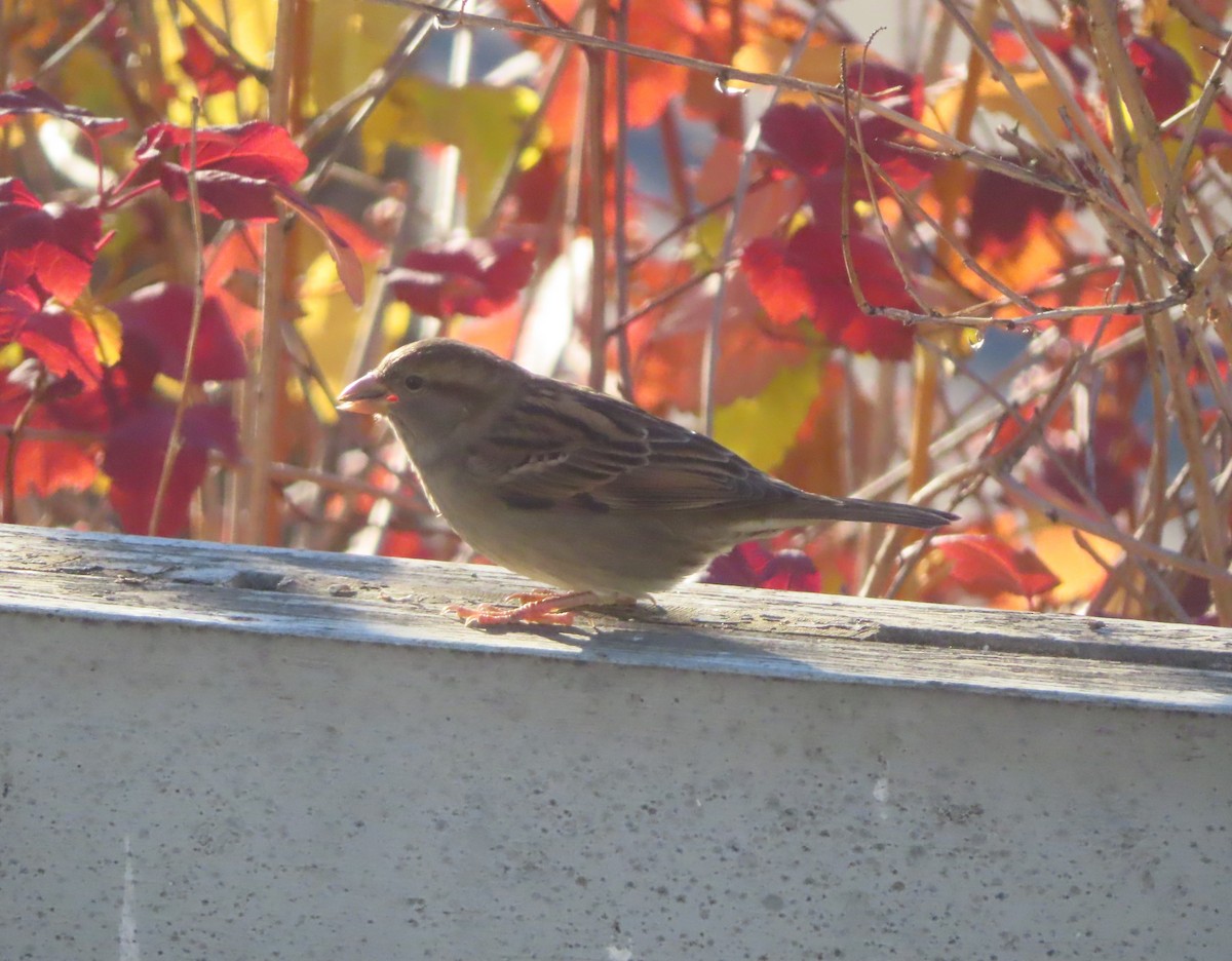 gråspurv - ML644507957