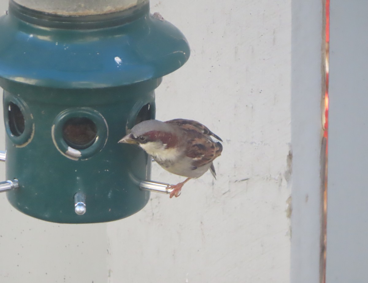 gråspurv - ML644507959