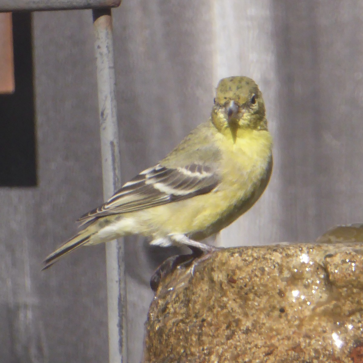 småstillits - ML644507960