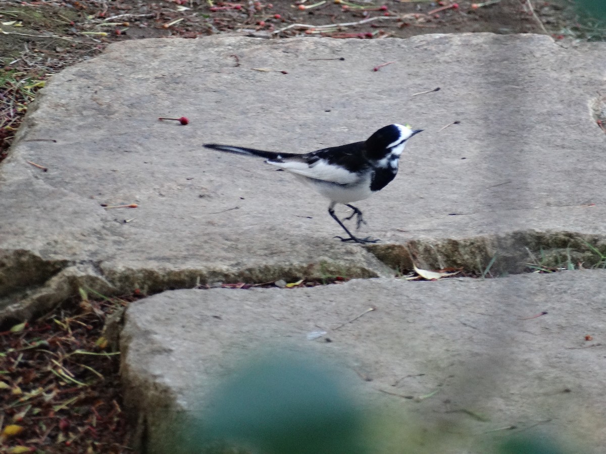 linerle - ML644507961