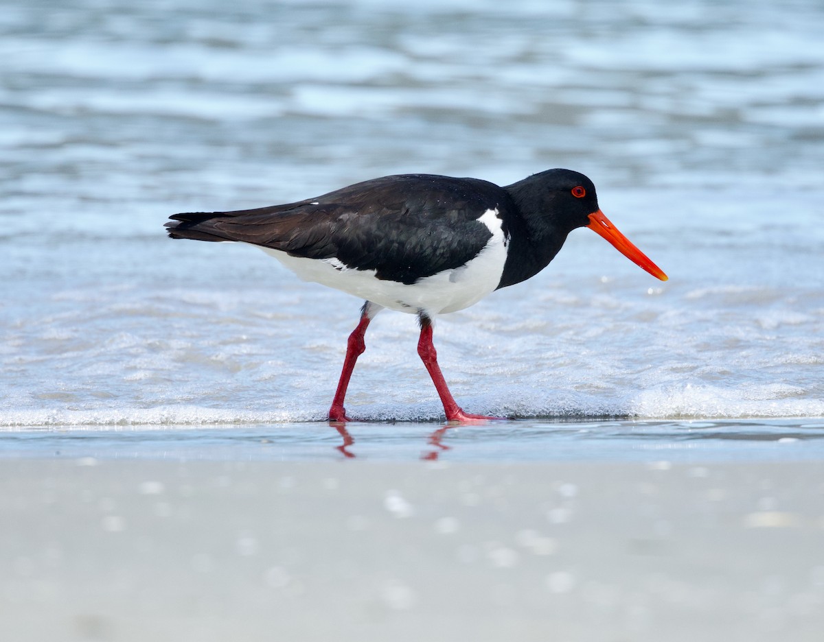 australiatjeld - ML644507962