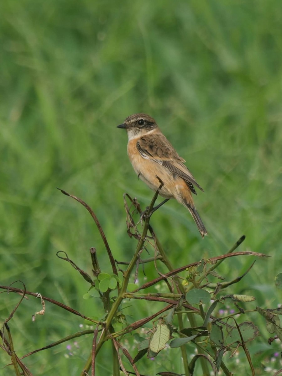 bramborníček východoasijský - ML644507966