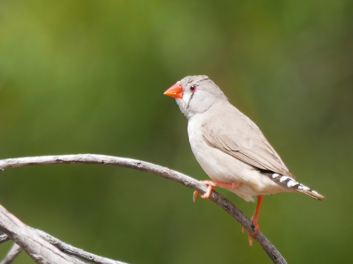 Zebra Finch - ML644507969