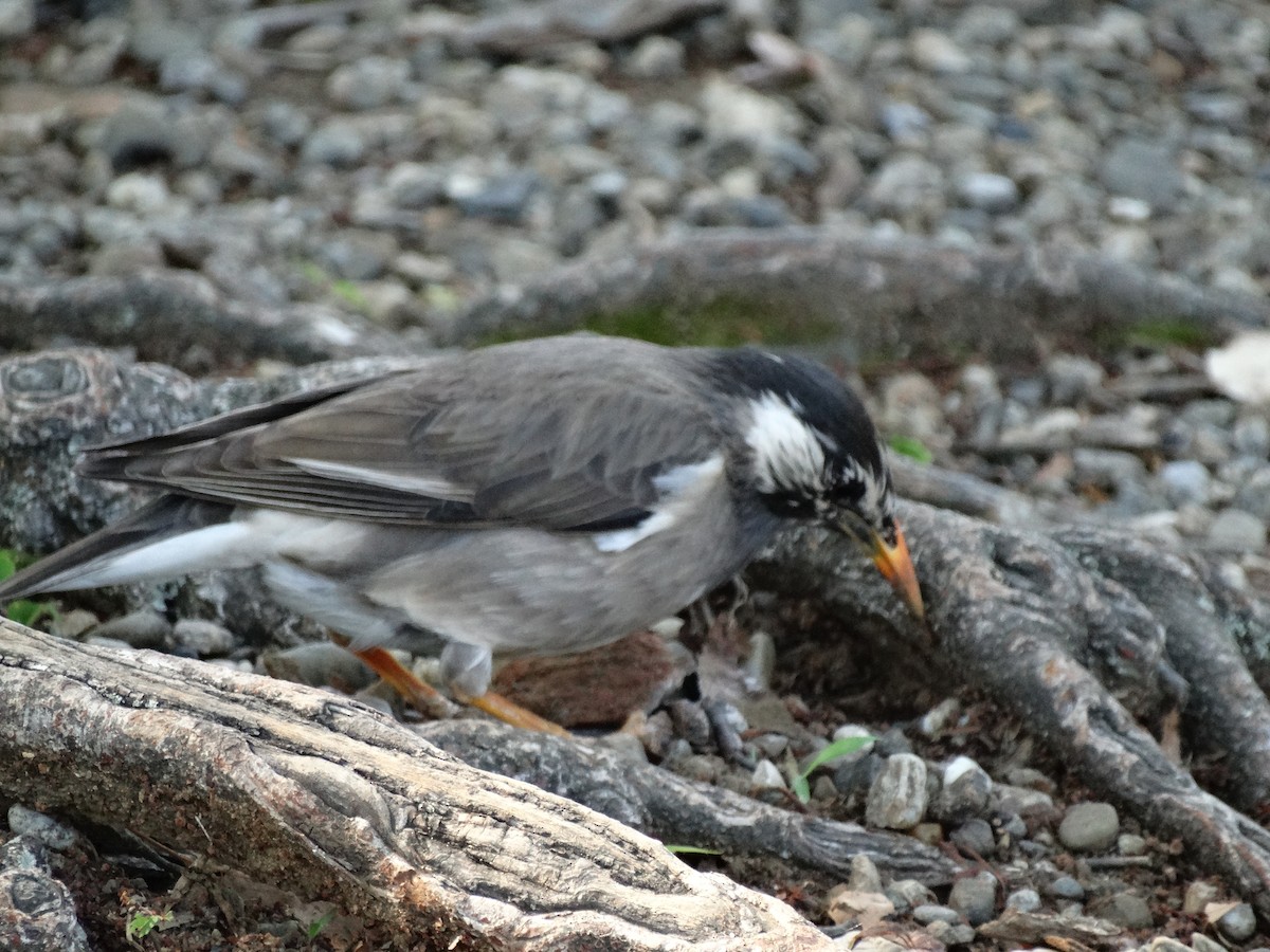 sotstær - ML644507972