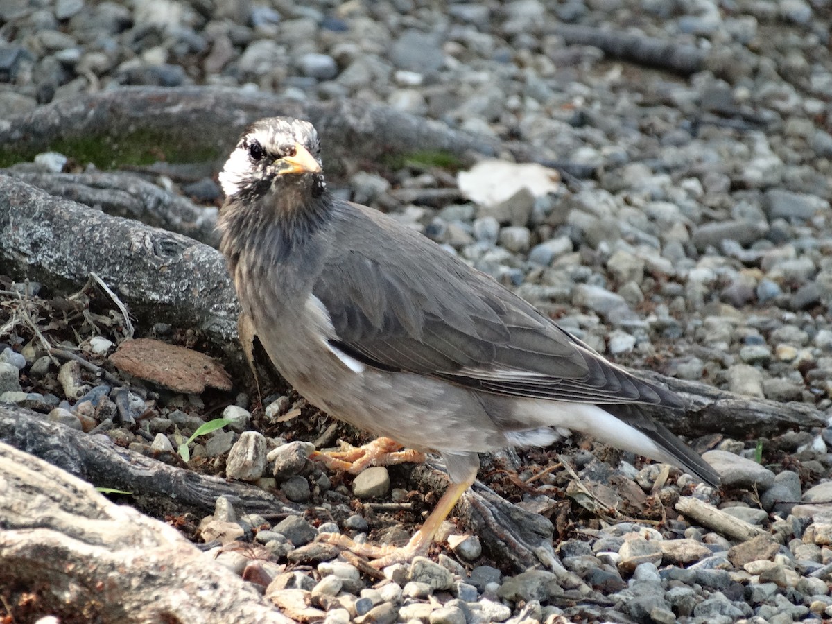 sotstær - ML644507973