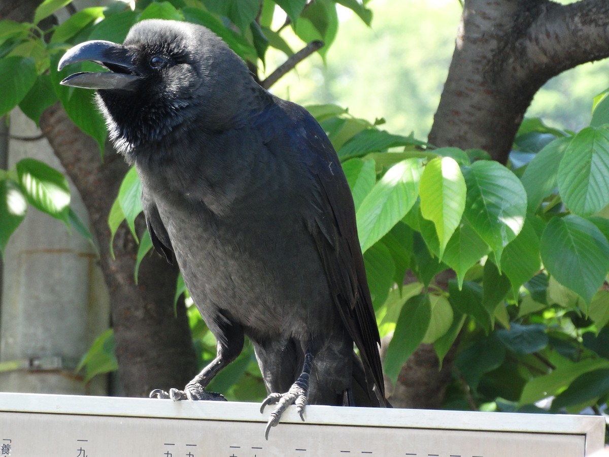 tykknebbkråke - ML644507975