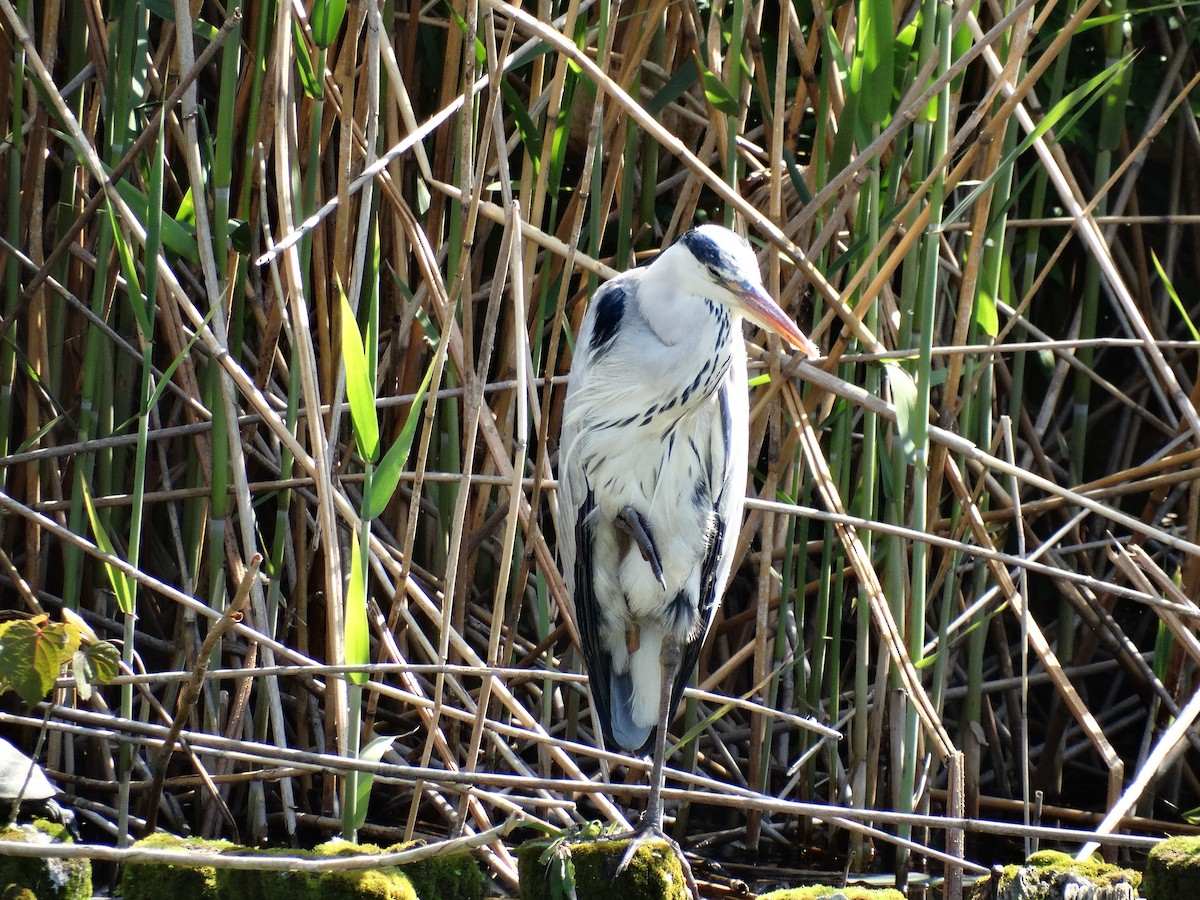 gråhegre - ML644507977