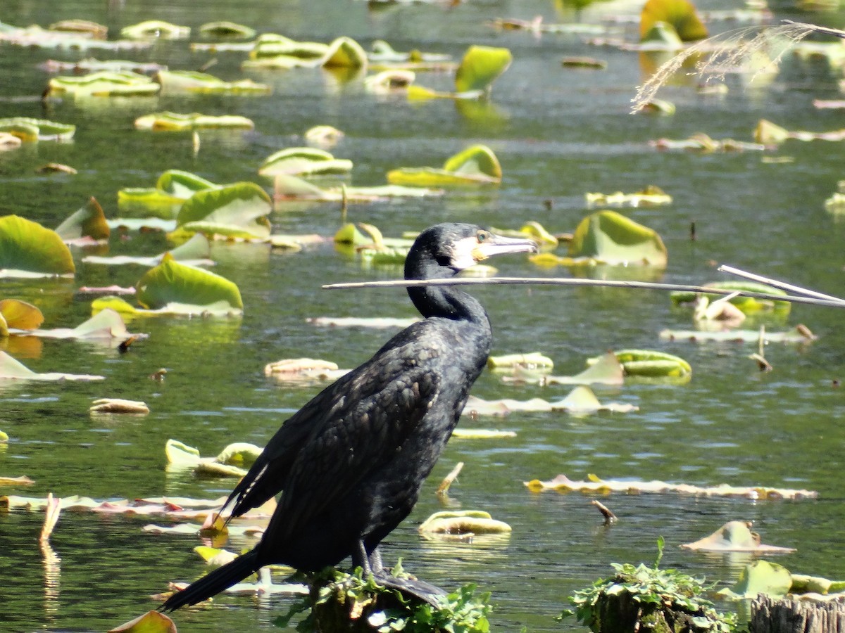 storskarv - ML644507978