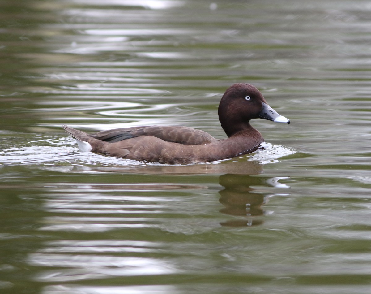 Hardhead - ML644507987