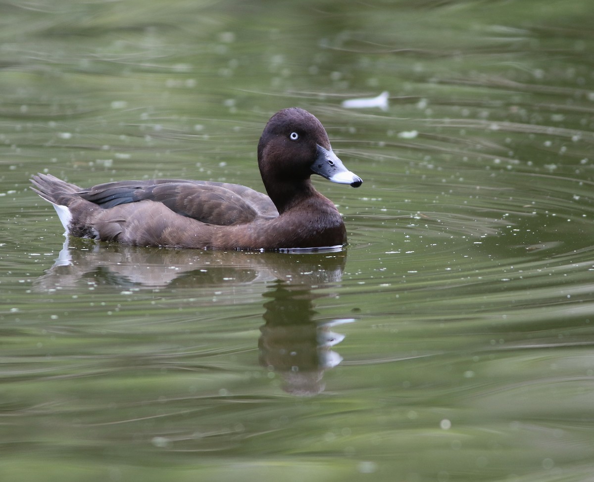 Hardhead - ML644507989