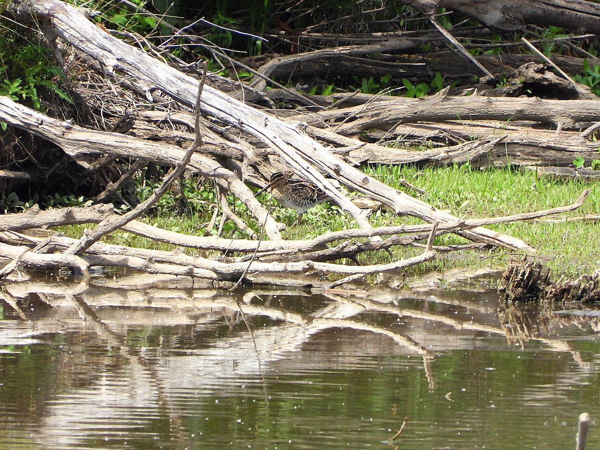 Latham's Snipe - ML644507990