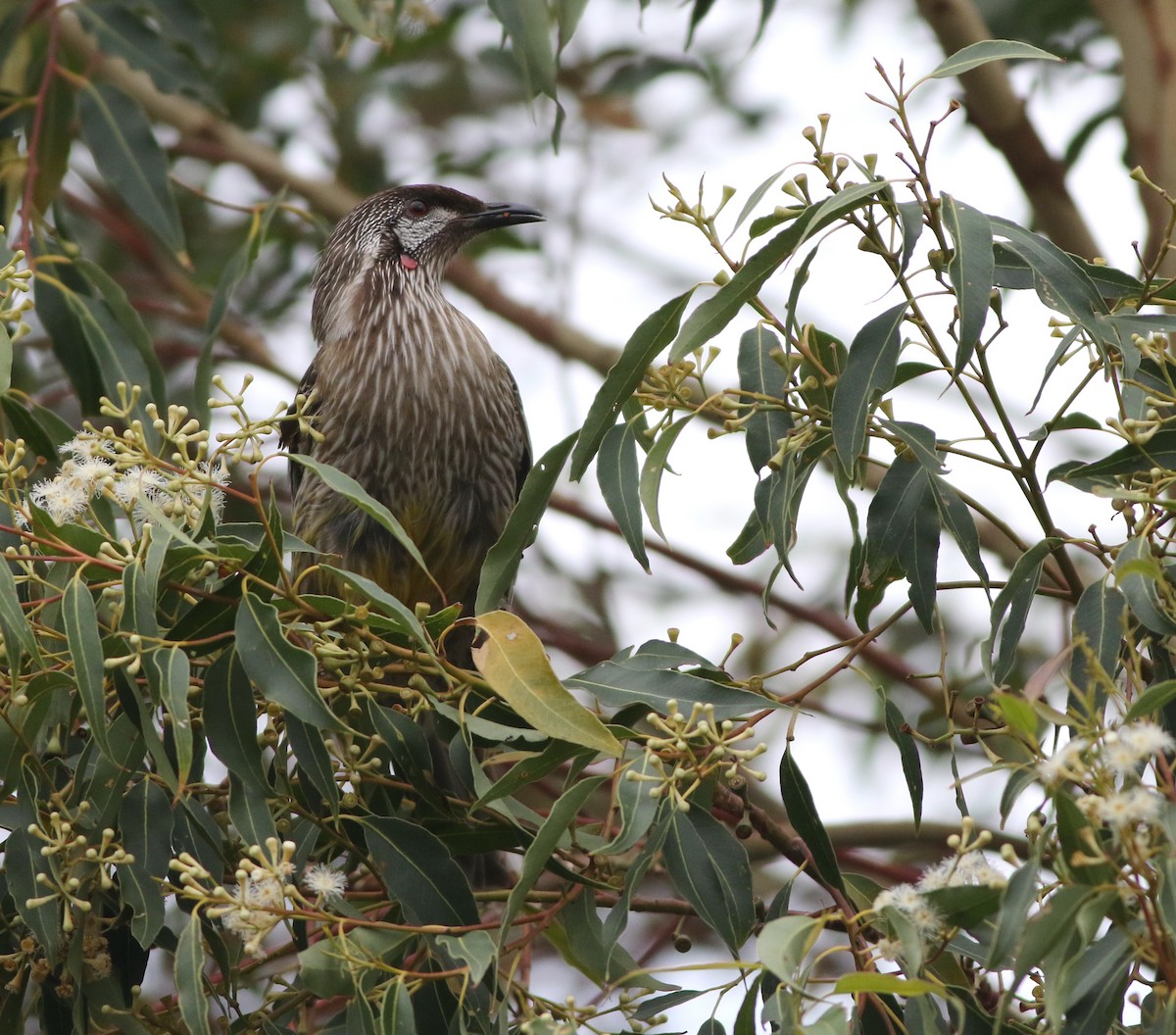 Red Wattlebird - ML644507992
