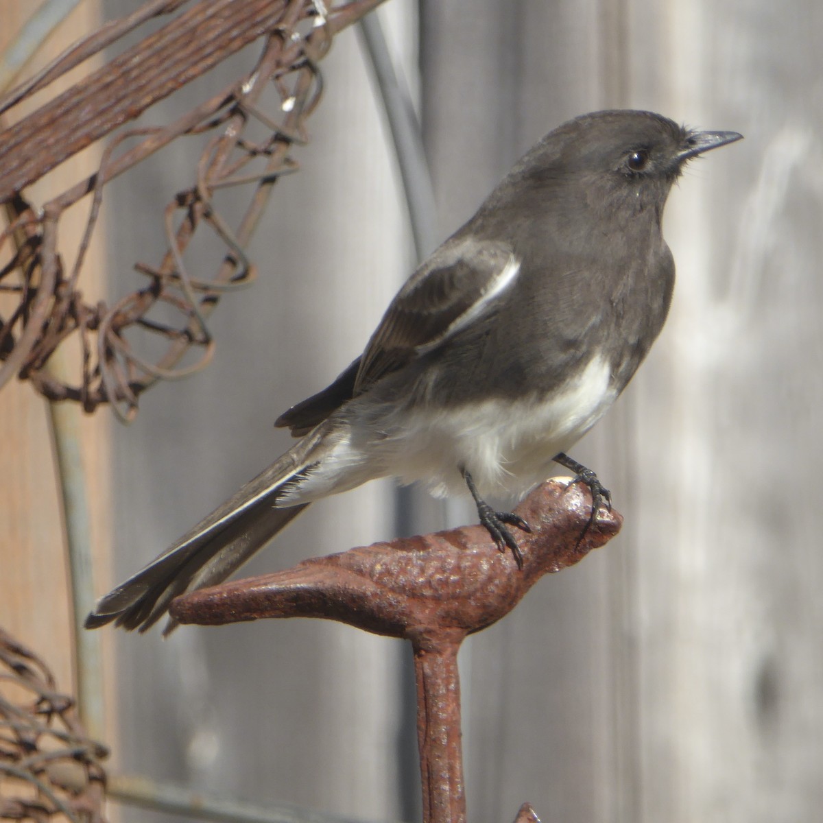 Black Phoebe - ML644507993