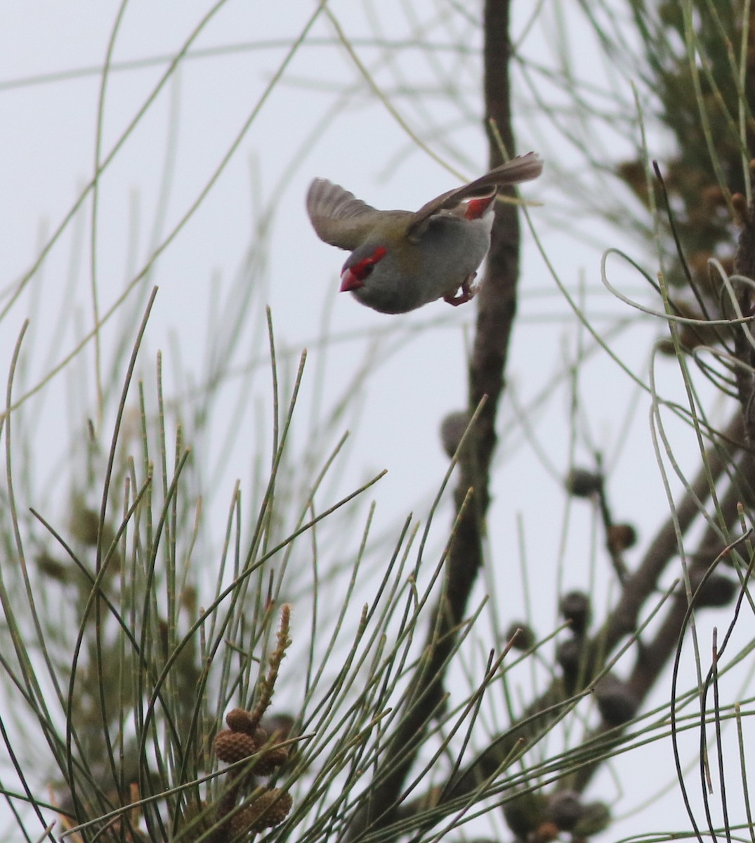 Red-browed Firetail - ML644507994