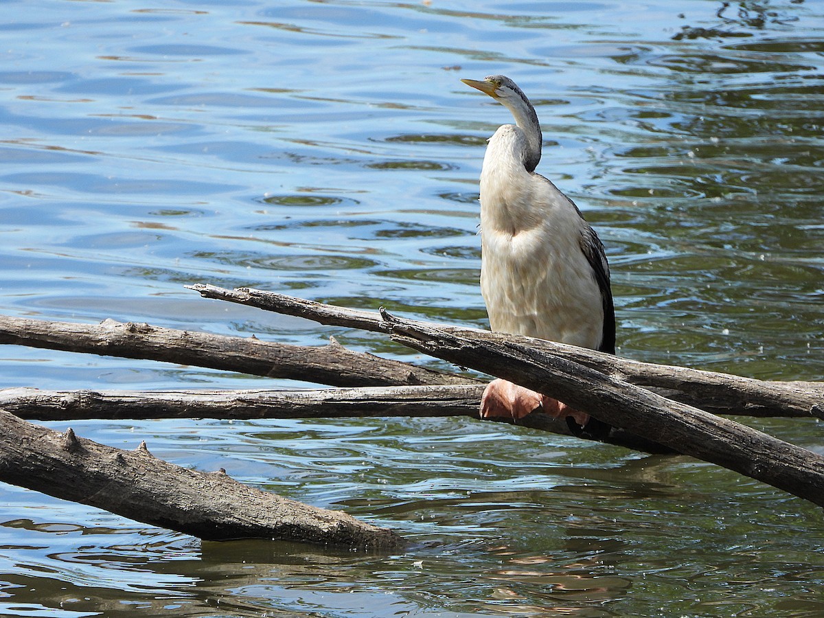 Australasian Darter - ML644507995