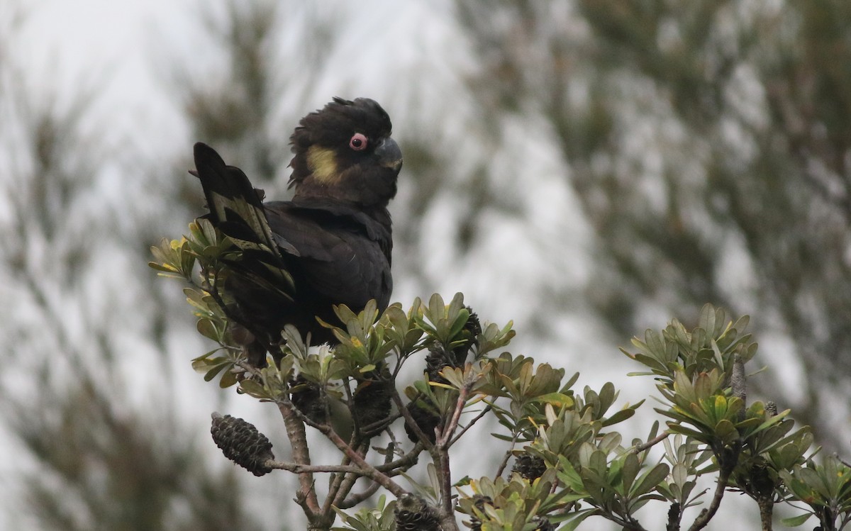 Yellow-tailed Black-Cockatoo - ML644507996