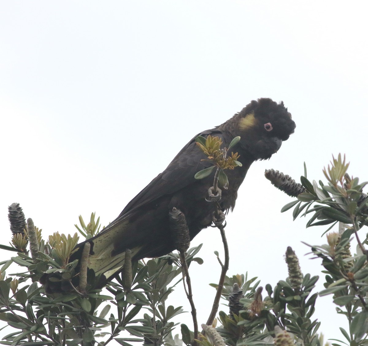 Yellow-tailed Black-Cockatoo - ML644507997