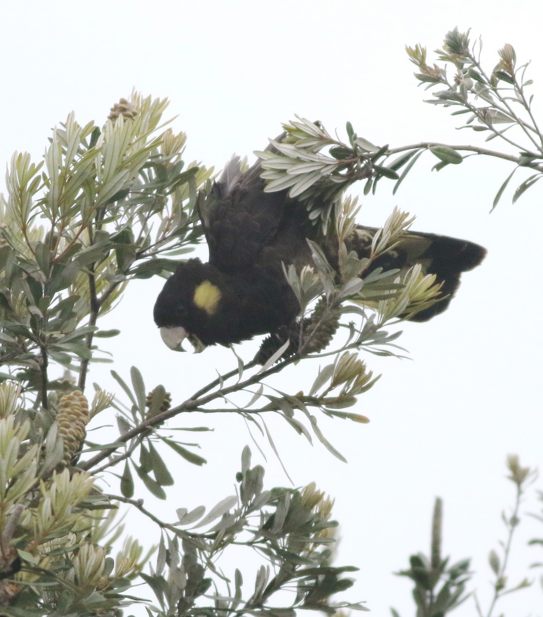 Yellow-tailed Black-Cockatoo - ML644507998