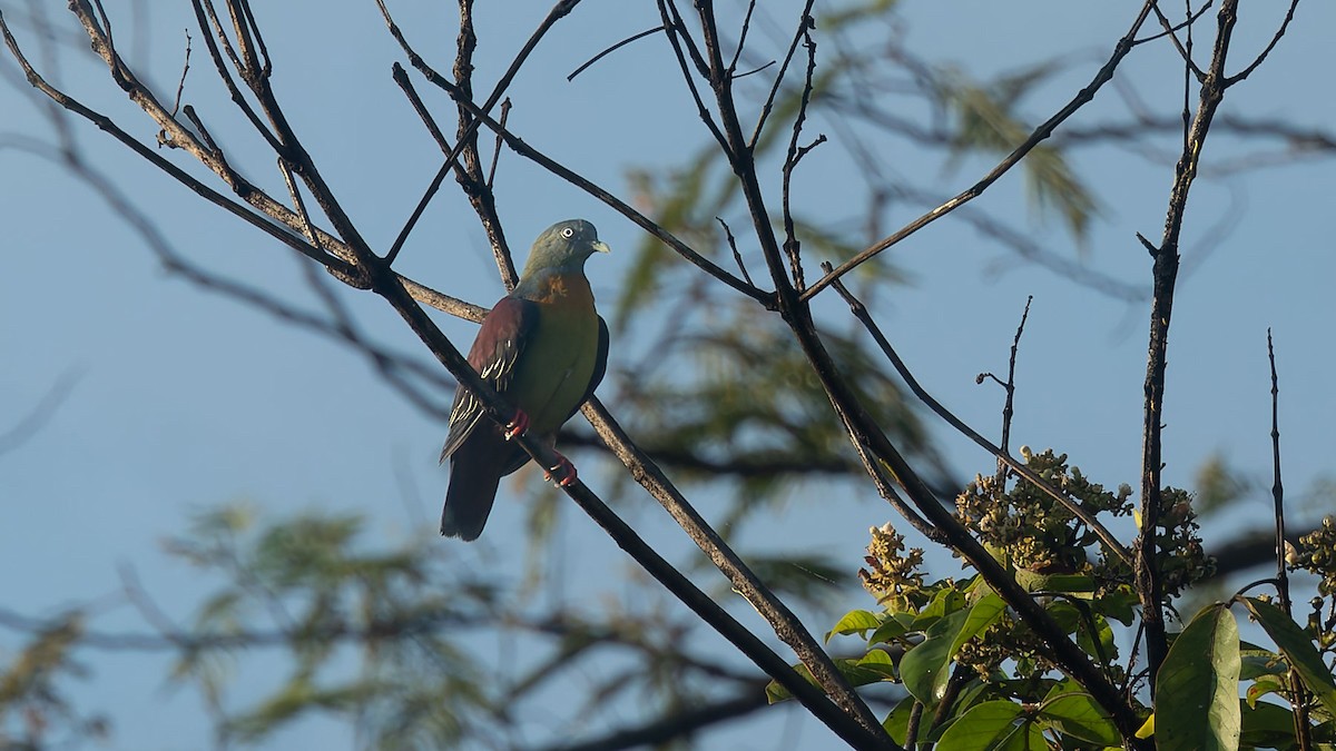 Little Green-Pigeon - ML644508000
