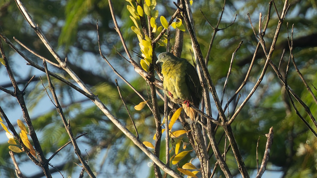 Little Green-Pigeon - ML644508001