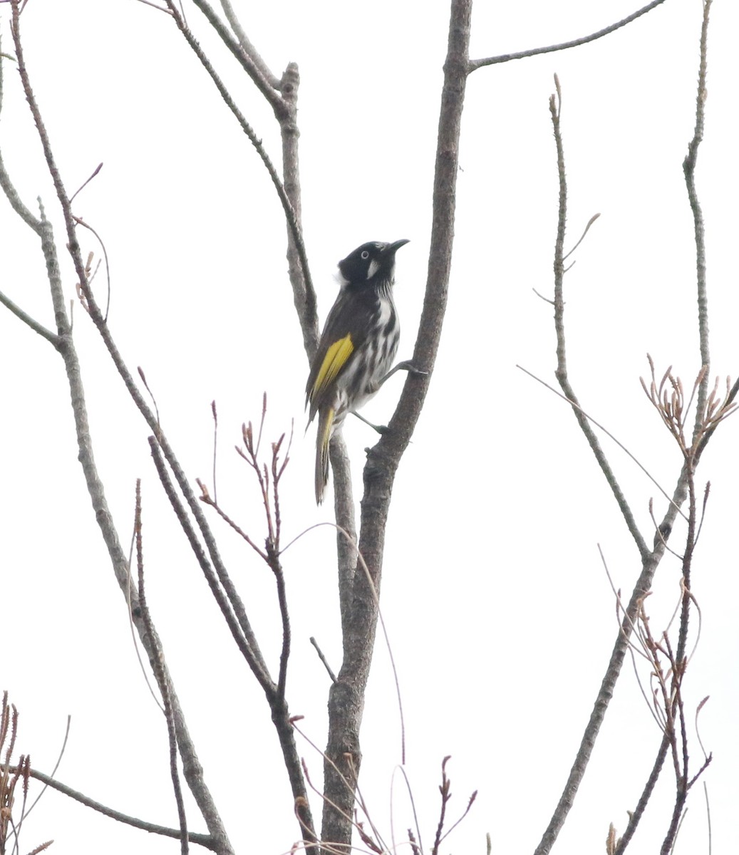 New Holland Honeyeater - ML644508002