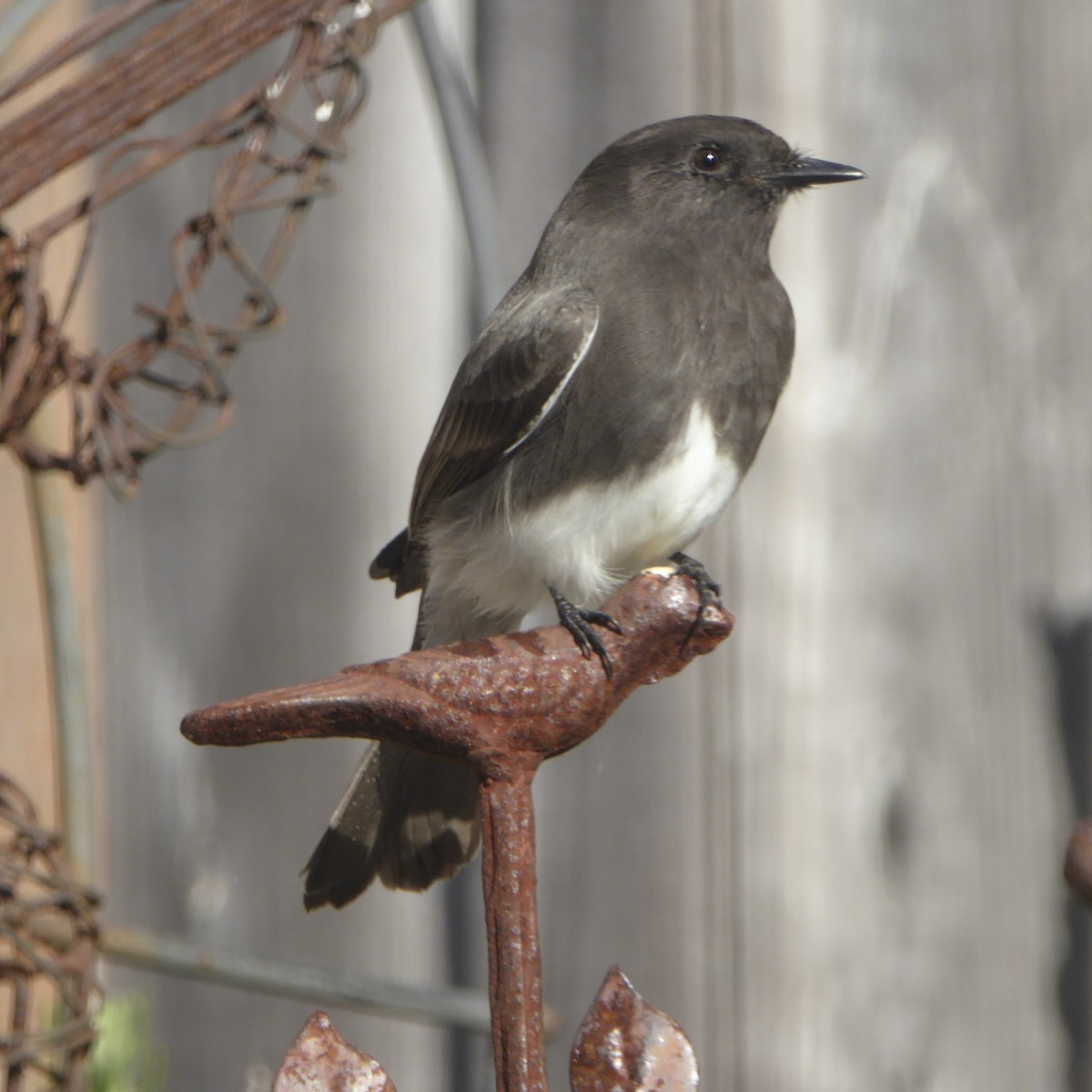 Black Phoebe - ML644508004
